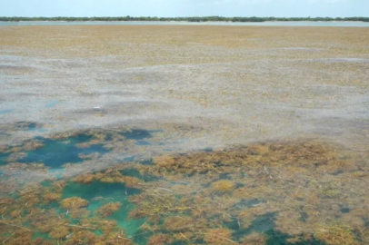 Bilim insanları, dünya çapında deniz yosunu patlaması konusunda uyarıyor