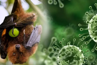 Hindistan'da Nipah virüsü salgını alarmı