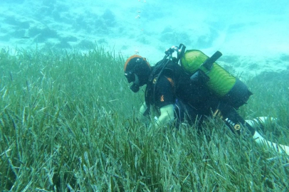 Garanti BBVA ve TURMEPA’dan Deniz Çayırlarına Mavi Nefes