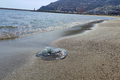 Antalya 'yı dev denizanaları sardı.