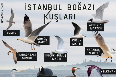 Borusan Contemporary’den Doğa ile Sesin Buluştuğu Bir Deneyim: Kuş Gözlemi ve Dijital Müzik Atölyesi