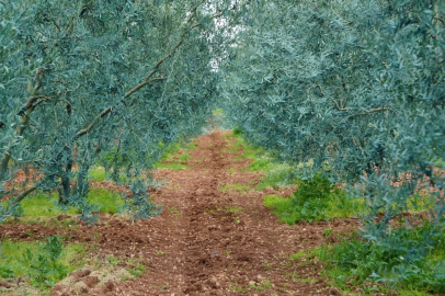 Eskişehir’de 'Dorlion Zeytinyağı' kalitesini ödüllerle tescilledi