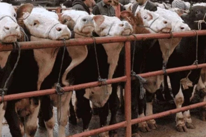 Balıkesir Gönen'de hayvan pazarlarına 'şap' tedbiri