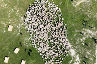 TİGEM’de 'kavuşma' sevinci... Koyun ve kuzular buluştu