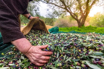 İzmir’de Uluslararası Zeytin Zirvesi