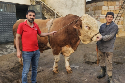 1 ton 190 kilogramlık Boğa Bahri, 500 bin liraya satıldı