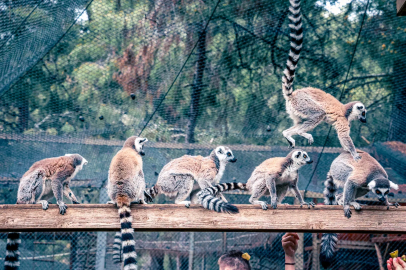 Lemur ailesinin yeni üyesi sevimli “Zabumafu” oldu