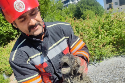 Malatya itfaiyesi Beton içerisinde mahsur kalan bir köpeği sağ olarak kurtardı.