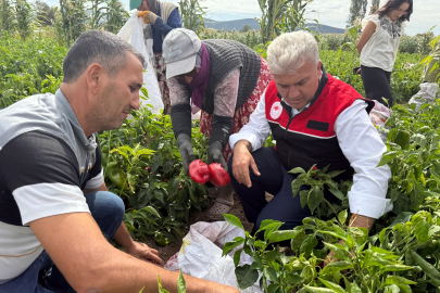 AK Parti Balıkesir Milletvekili Mustafa Canbey, Kepsut’ta kapya biber hasadına katıldı